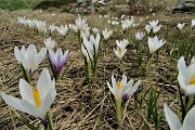 46 Crocus in fiore